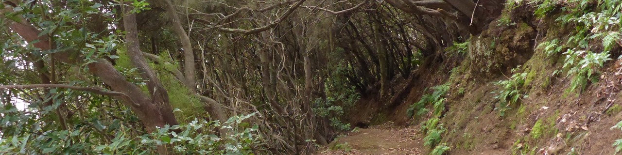 Wandern auf Teneriffa, von leicht bis Teide Wandern auf Teneriffa, von leicht bis Teide