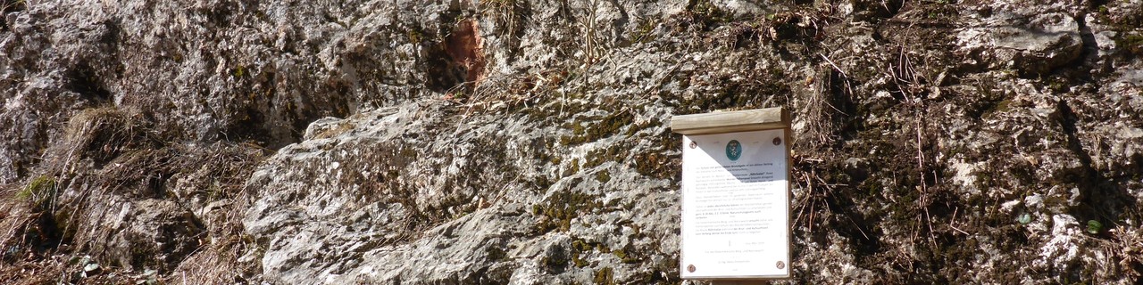 Wanderfalken im Röhrlsalat