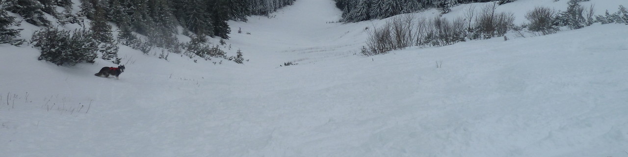 Polster vom Präbichl - Hochschwab