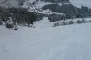 Polster vom Präbichl - Hochschwab