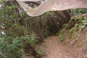 Wandern auf Teneriffa, von leicht bis Teide