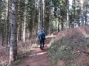 Schöner lichter Wald